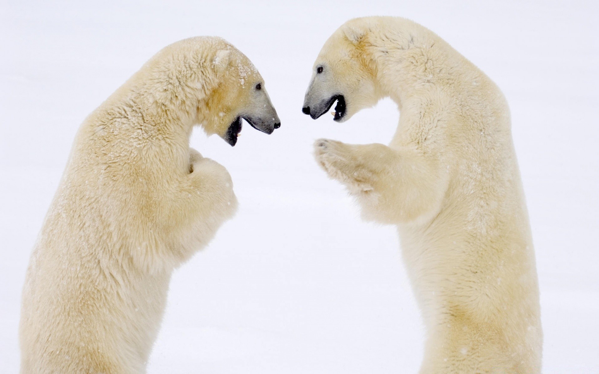 animaux givré deux mignon nature hiver un neige mammifère animal froid