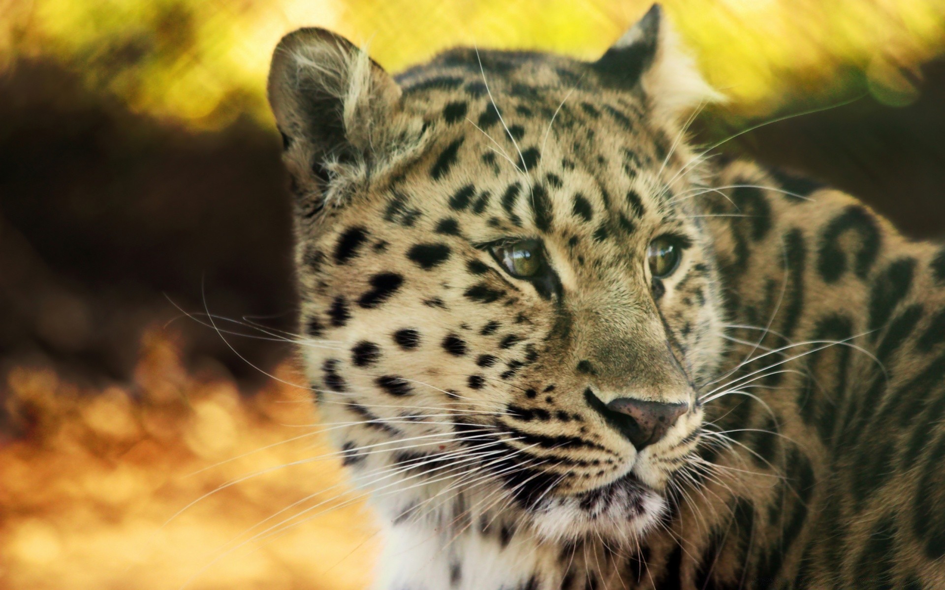 zwierzęta kot dzika przyroda ssak lampart drapieżnik zwierzę zoo safari myśliwy futro mięsożerca dziki dżungla tygrys natura oko pantera duży