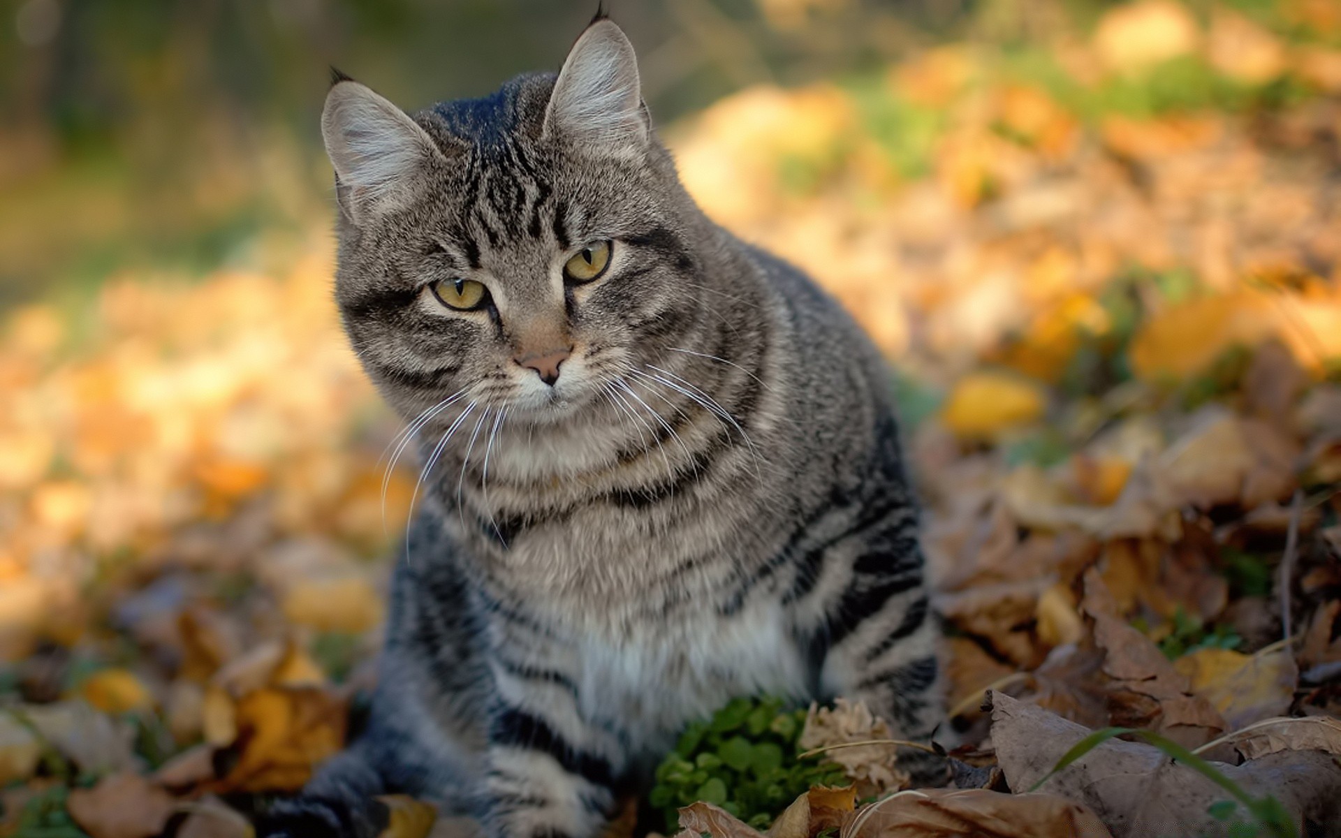 animaux mignon chat mammifère nature portrait animal fourrure animal de compagnie oeil