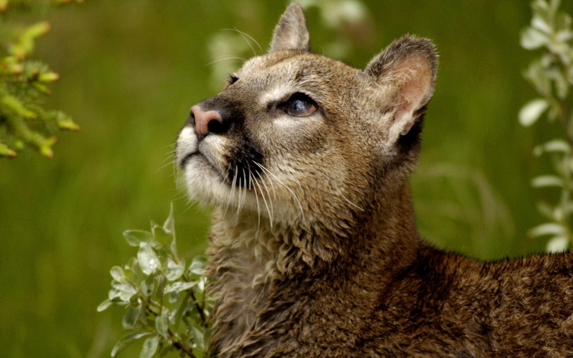 tiere säugetier tierwelt natur tier wild fell im freien gras katze