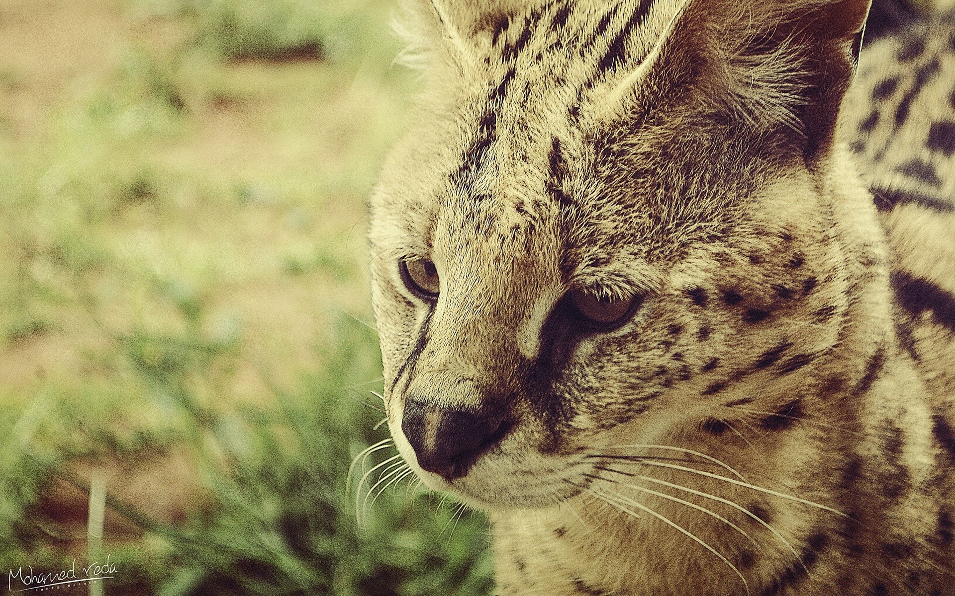 hayvanlar yaban hayatı kedi memeli hayvan doğa kürk yırtıcı hayvan vahşi hayvanat bahçesi et yiyen avcı göz portre leopar sevimli safari açık havada tarama