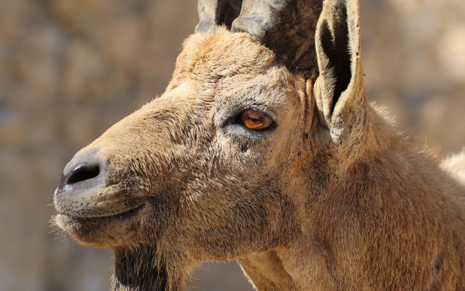 animais mamífero animal natureza vida selvagem selvagem pele retrato cabeça fofa parque jardim zoológico