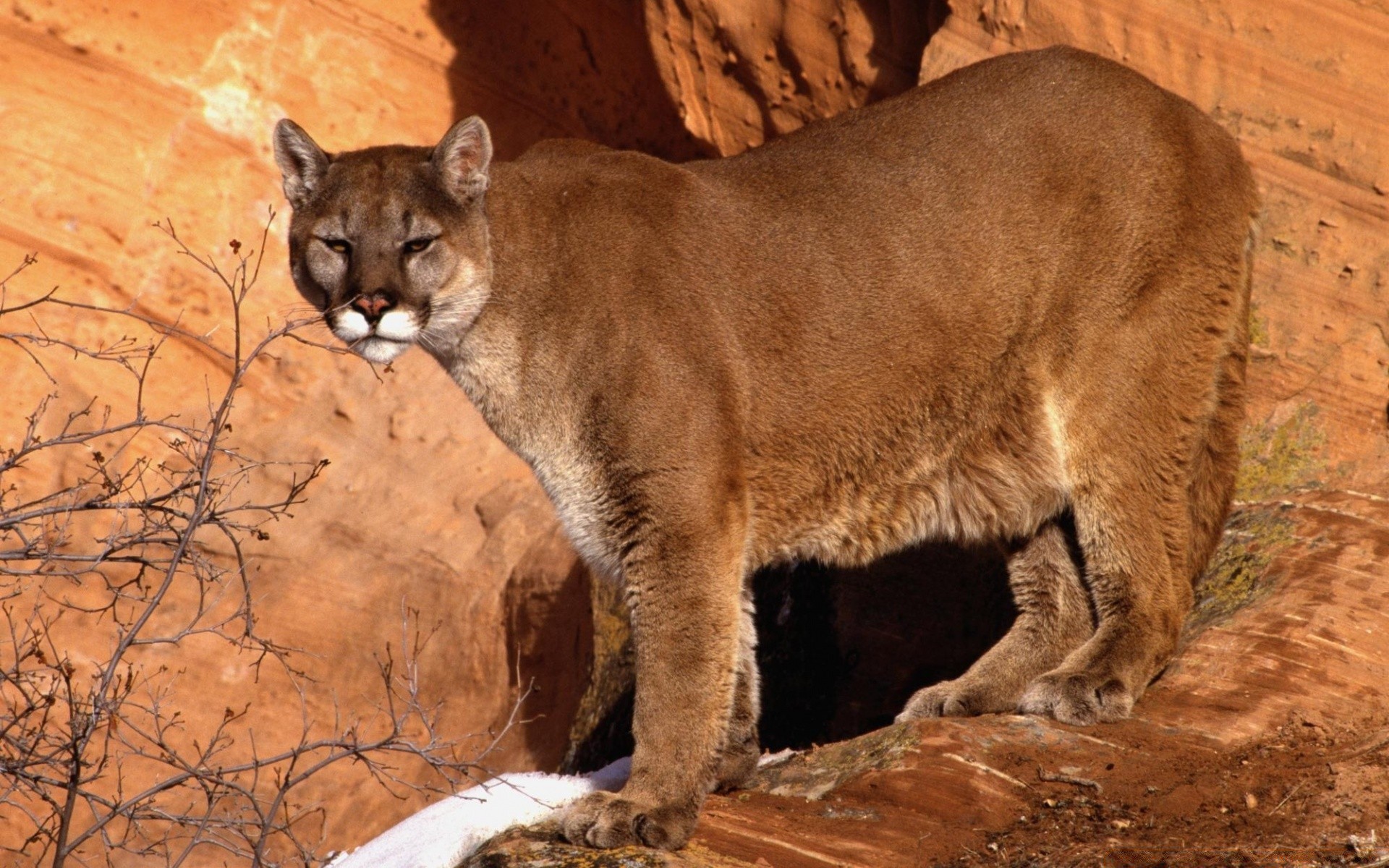 animali mammifero gatto fauna selvatica predatore leone zoo cacciatore natura all aperto