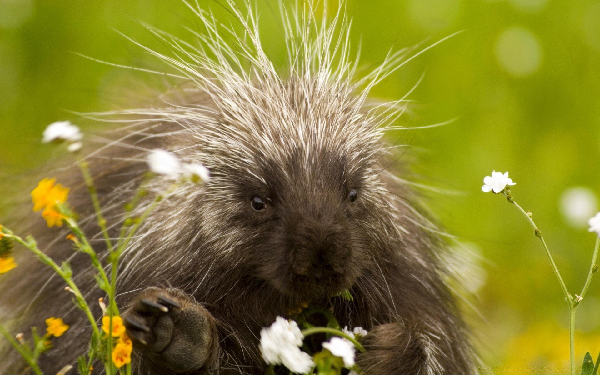 animals nature grass outdoors little cute animal