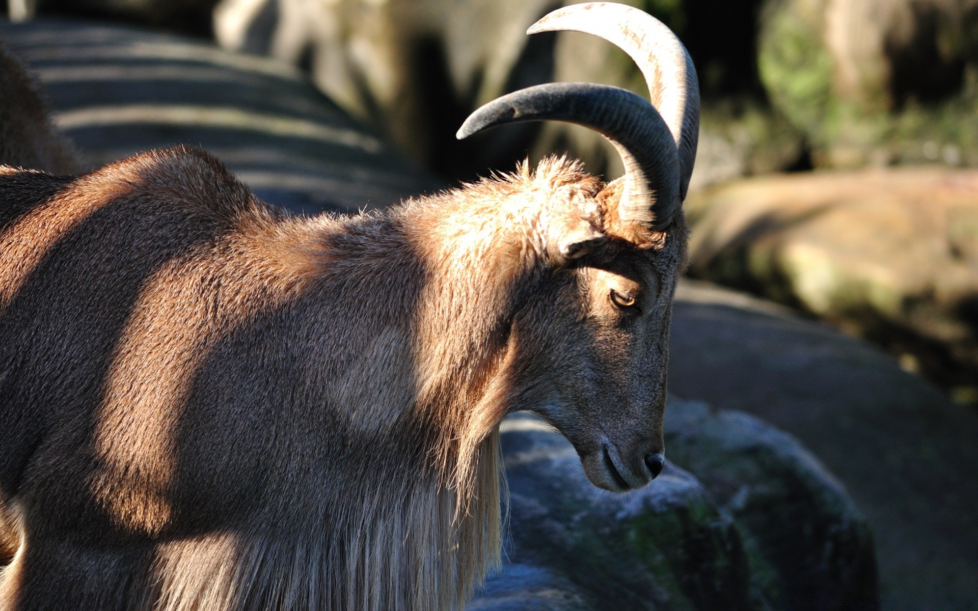 tiere säugetier tierwelt natur wild zoo tier im freien porträt pelz