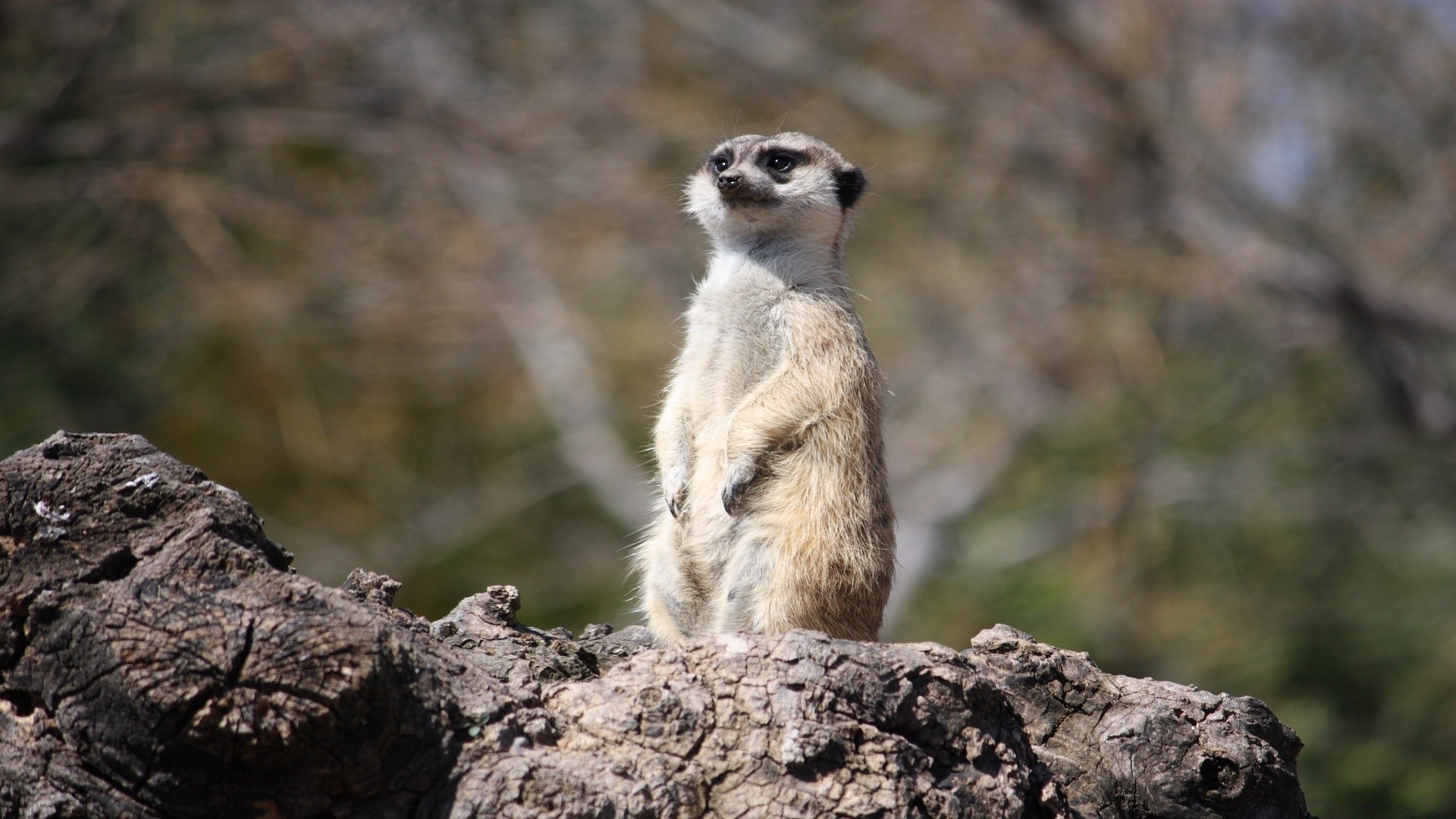 animals wildlife nature mammal outdoors animal cute wild alert fur rodent rock