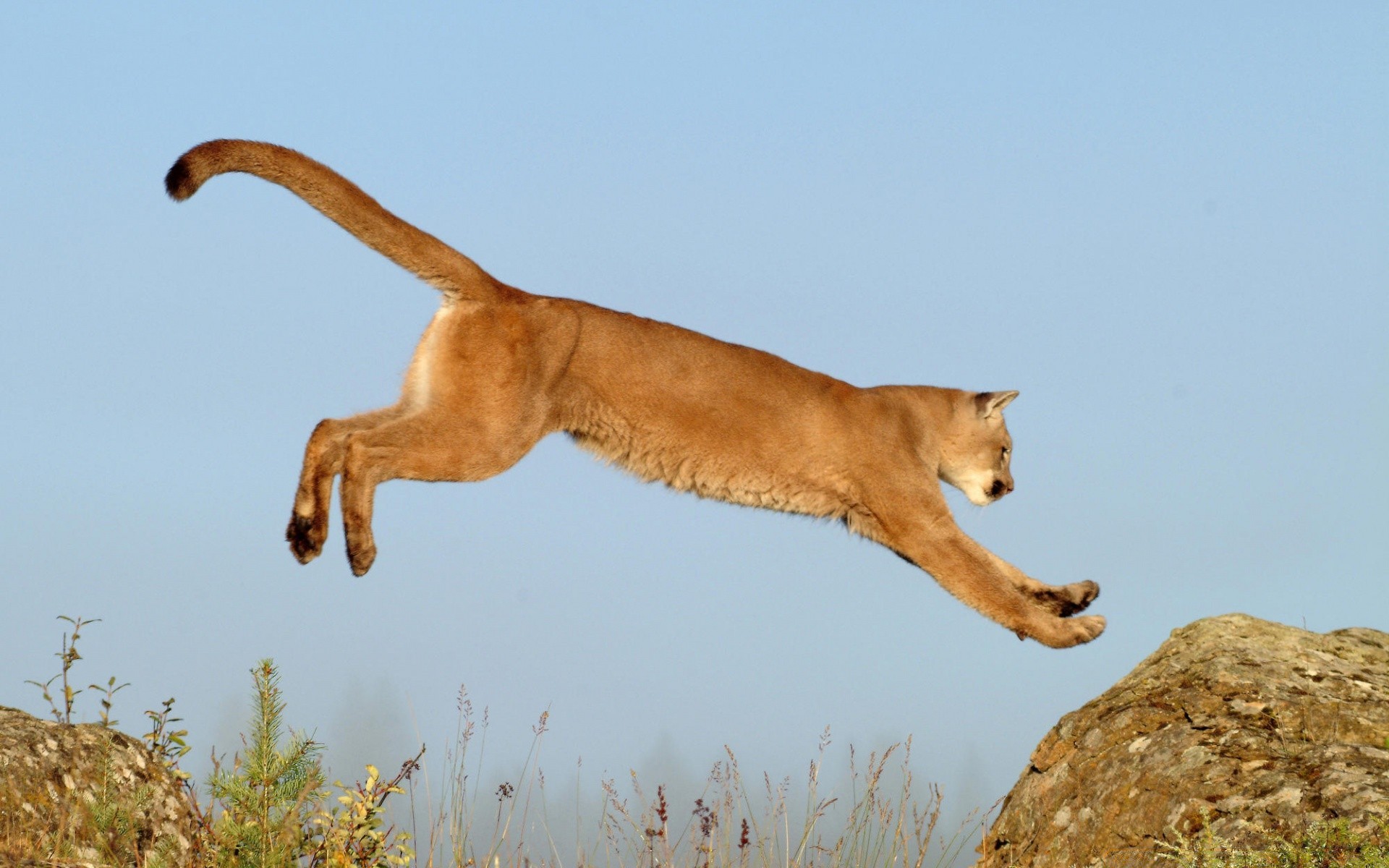 animales mamífero al aire libre solo naturaleza vida silvestre vista lateral luz del día gato animal