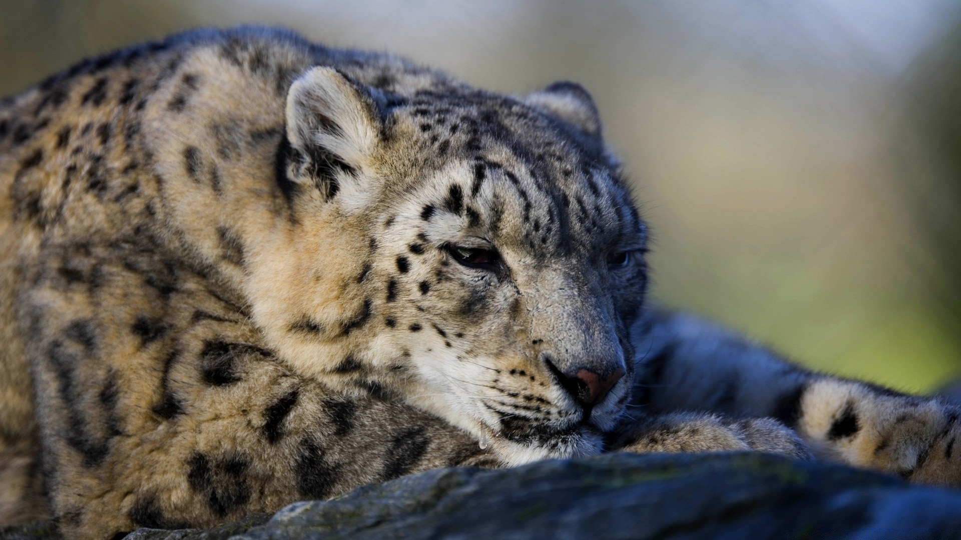 tiere säugetier tierwelt katze tier zoo raubtier wild natur fell fleischesser groß leopard jäger porträt safari vom aussterben bedroht tiger