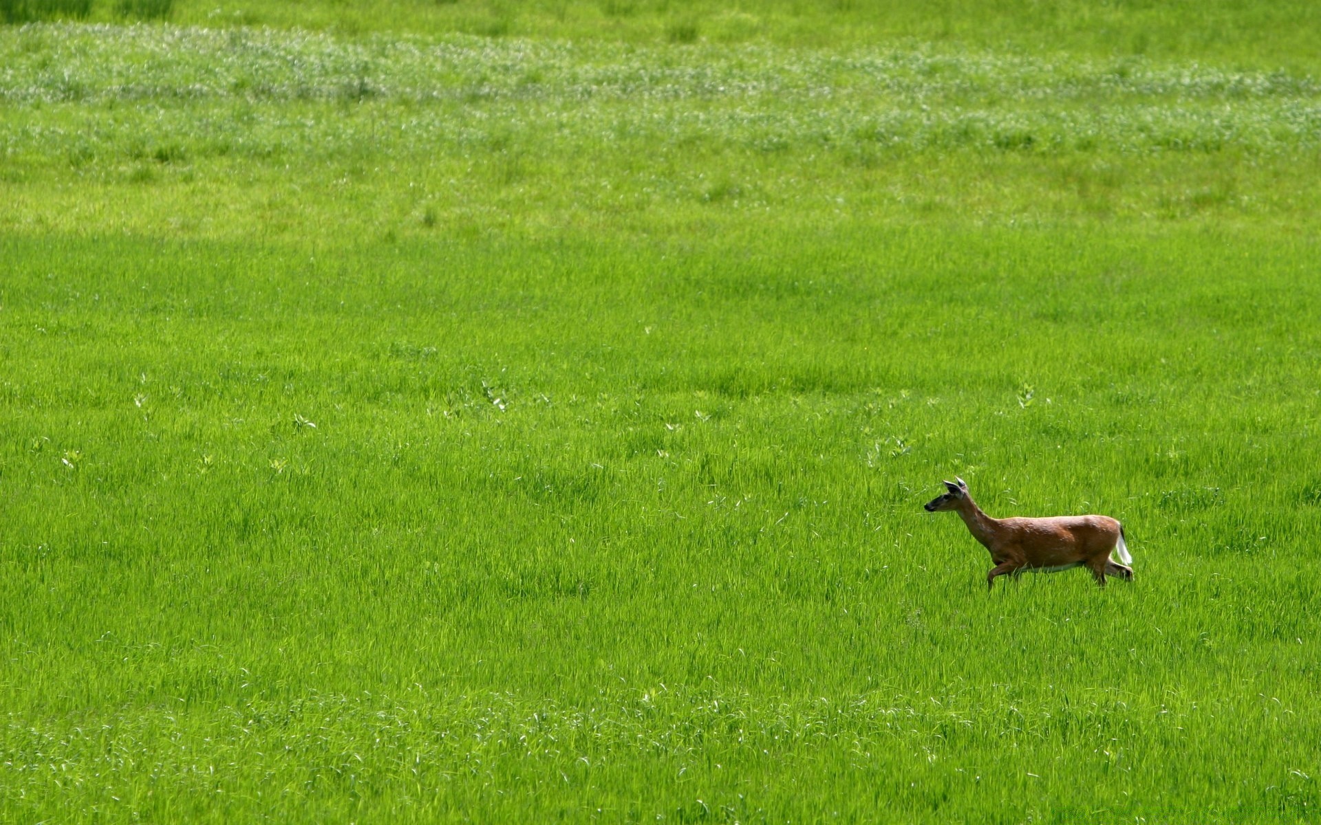 animais grama campo mamífero feno pastagem animal paisagem agricultura fazenda natureza vida selvagem ao ar livre ovelhas