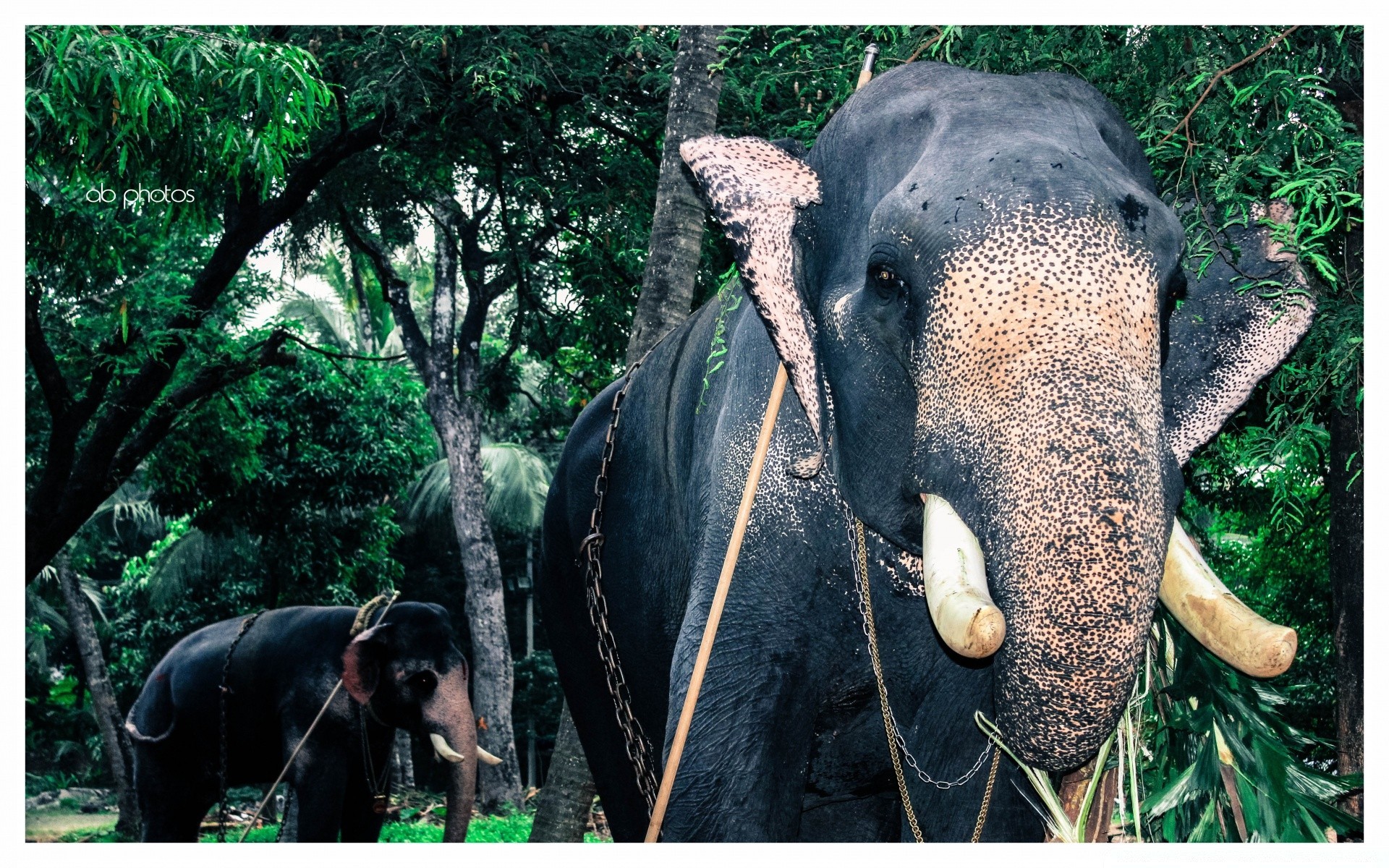 animais animal natureza selvagem elefante mamífero madeira vida selvagem árvore selva parque tropical