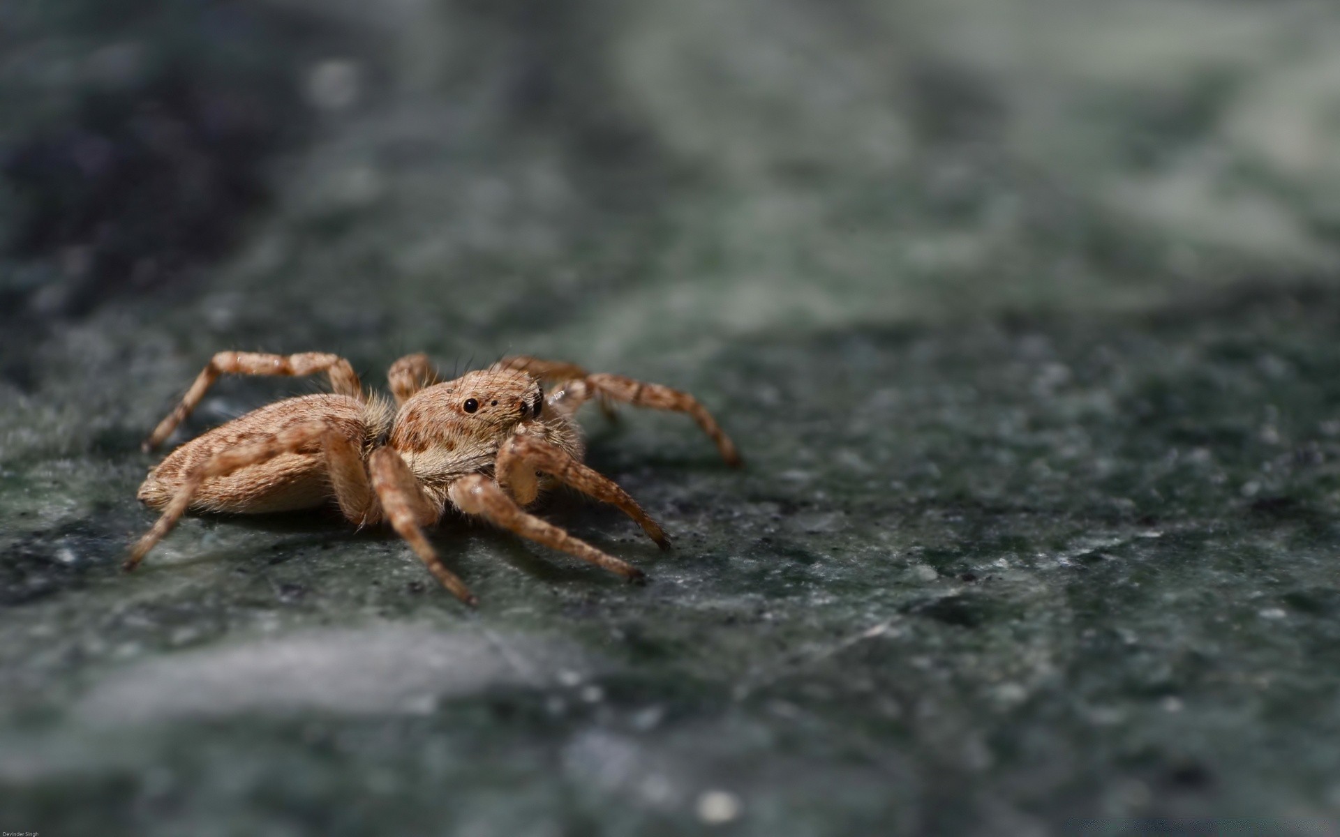 animals spider arachnid invertebrate insect wildlife outdoors nature animal crab close-up little