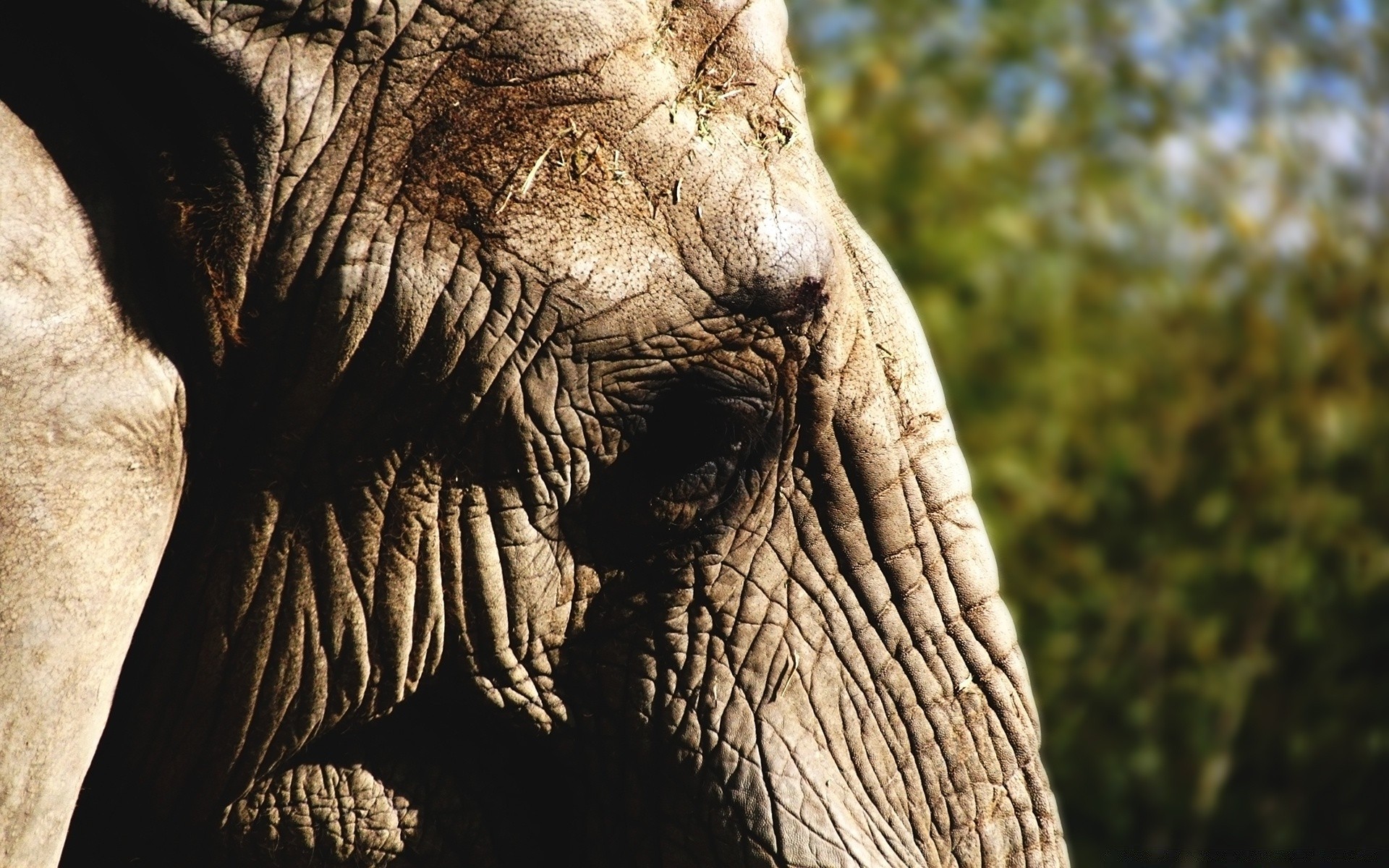 animali natura elefante tronco mammifero fauna selvatica singolo grande forte viaggi