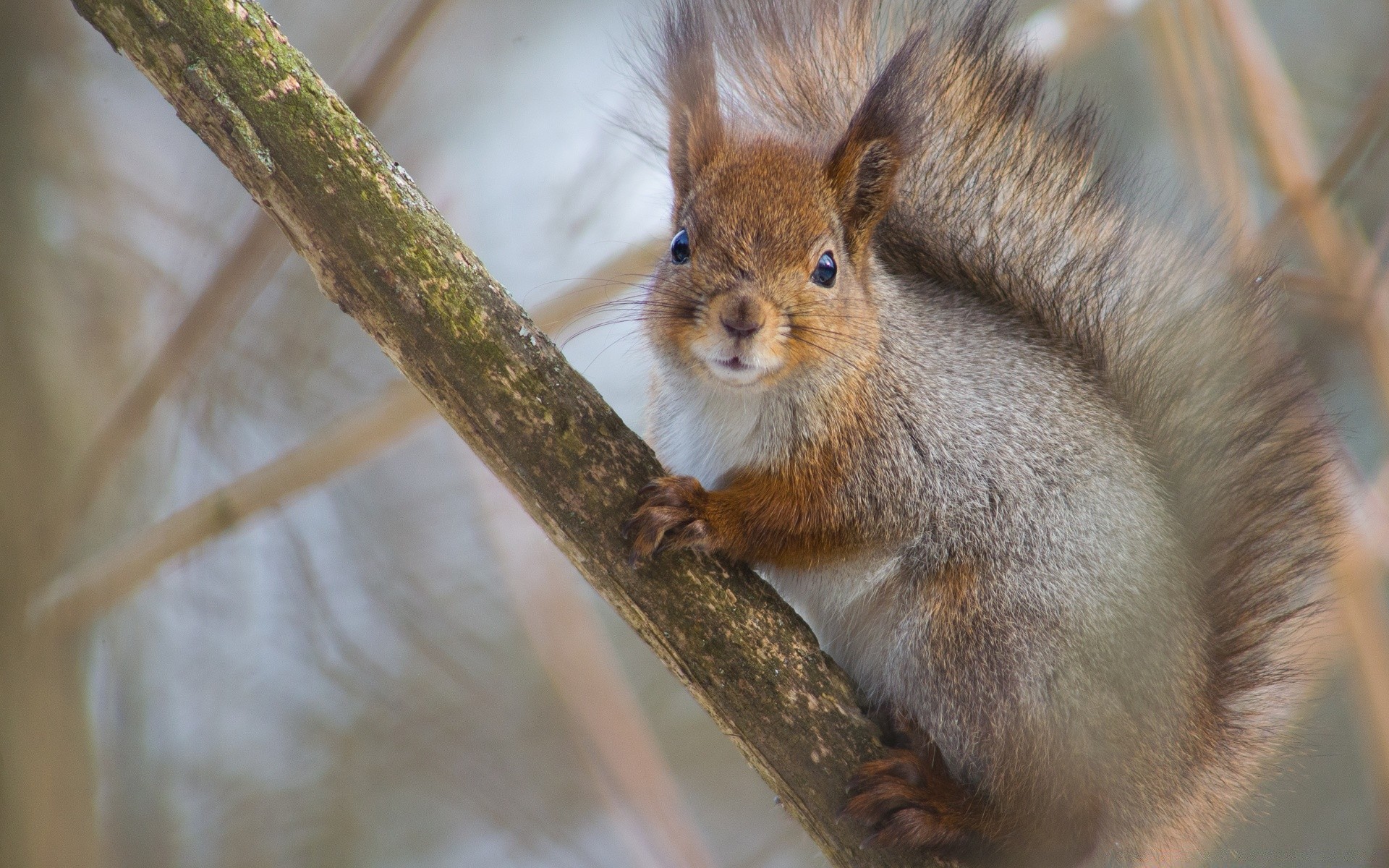 tiere säugetier tierwelt eichhörnchen niedlich natur nagetier tier fell im freien porträt wenig