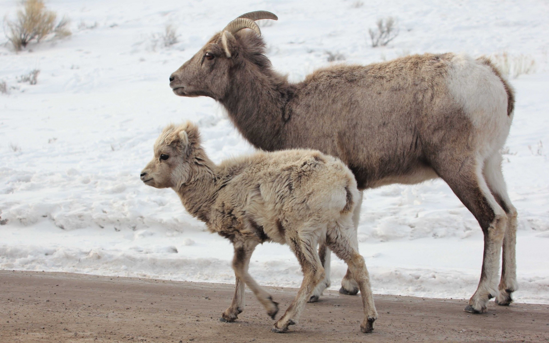 animals mammal animal wildlife sheep outdoors nature