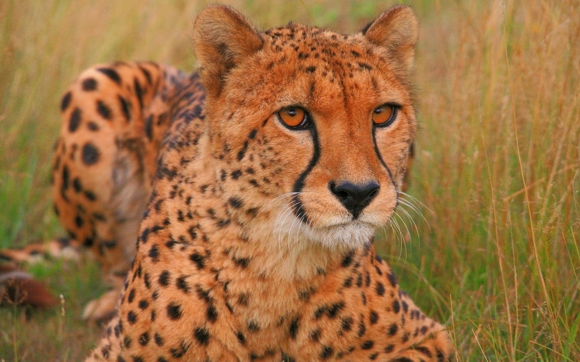 animaux faune chat mammifère prédateur safari animal sauvage chasseur mangeur de viande guépard nature fourrure léopard zoo portrait grand grand chat