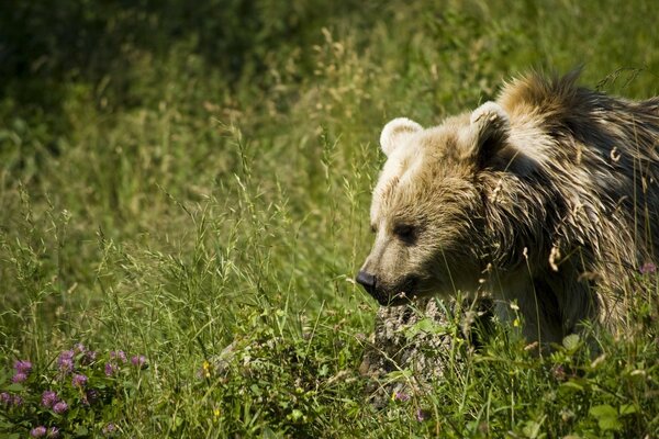 Oso salvaje duro con piel húmeda caminando por el campo