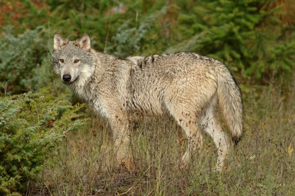 El lobo está de lado entre la hierba