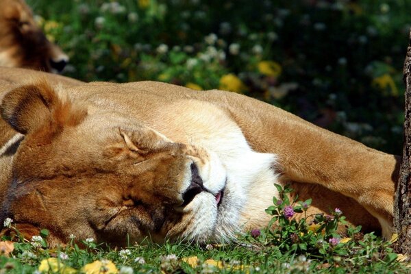 Leão descansando na grama verde