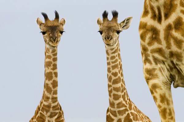 Young giraffes with long eyelashes against the sky