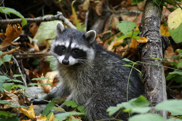 Mapache salvaje hurgando en el follaje de otoño