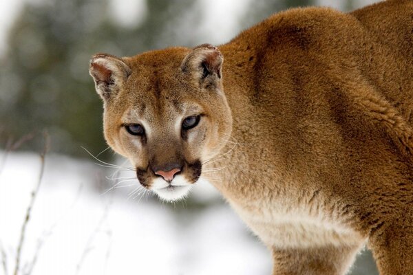 Winter landscape and wildlife animal