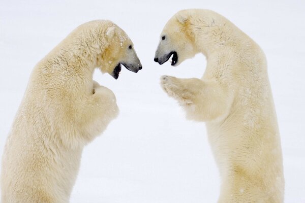 Ours polaires par jour glacial