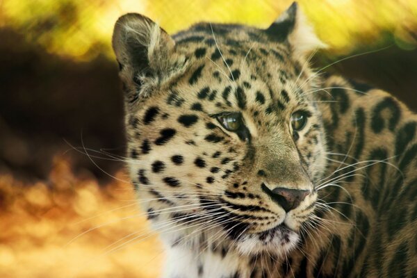 Leopard. Portrait of a wild cat