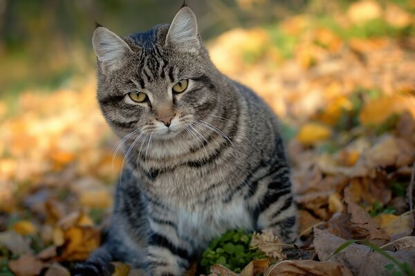 Eine gestreifte Katze, die das Geschehen mit Interesse beobachtet