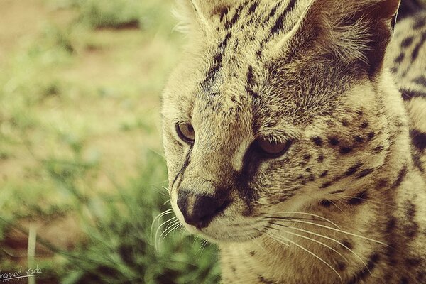 A young wild cat looks away
