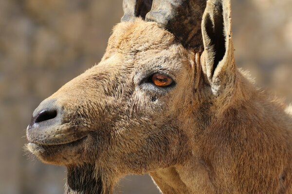 Un animale interessante, non l ho mai incontrato