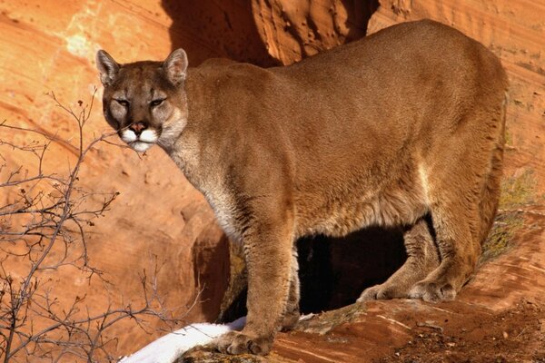 Il predatore sullo sfondo delle montagne guarda in lontananza