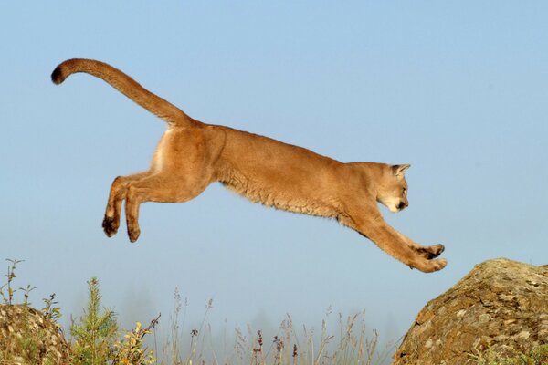 Great photo with a wild cat in a jump