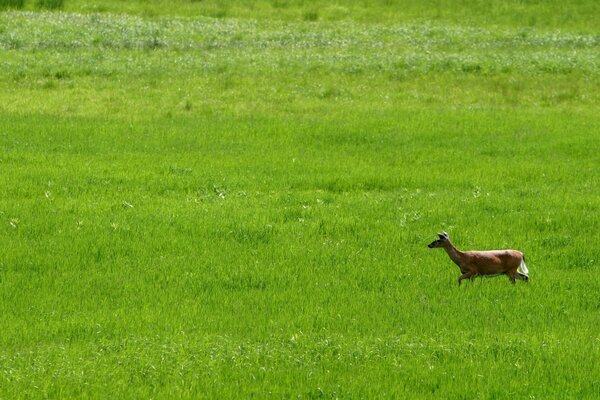 Belle vue sur le terrain avec animal