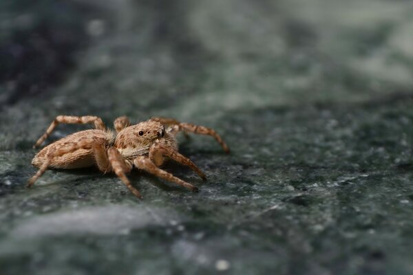 Macro photography of an unusual spider color