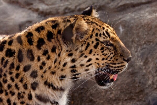 Leopar kenara bakıyor