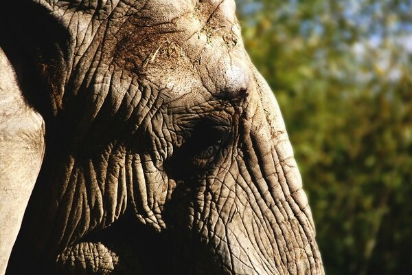 Éléphant puissant dans l environnement naturel