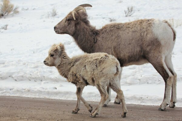 Animaux marchant dans la rue