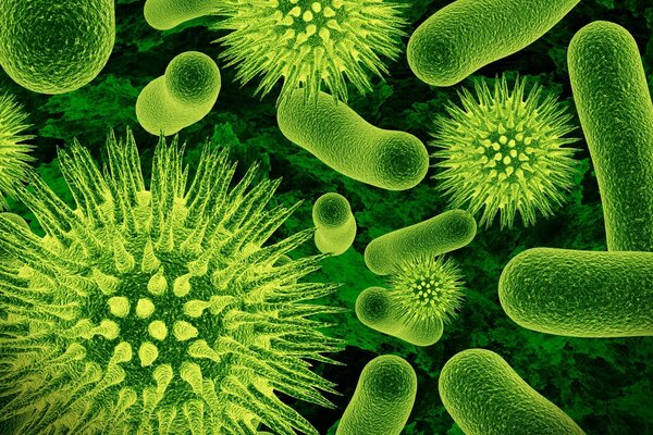 Cellule ingrandite di batteri e virus