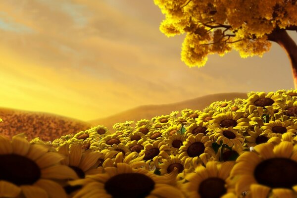 Field of yellow flowers