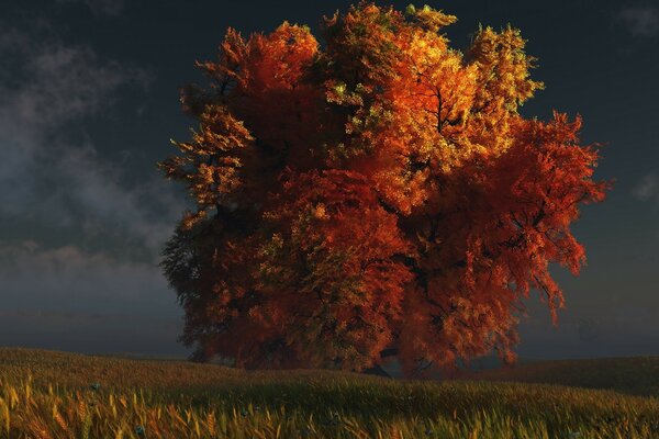 Arbre solitaire dans le champ d automne