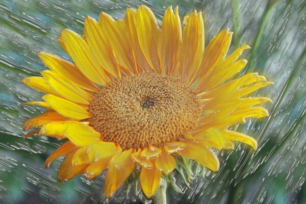 Die unreife Sonnenblume ist natürlich gemalt