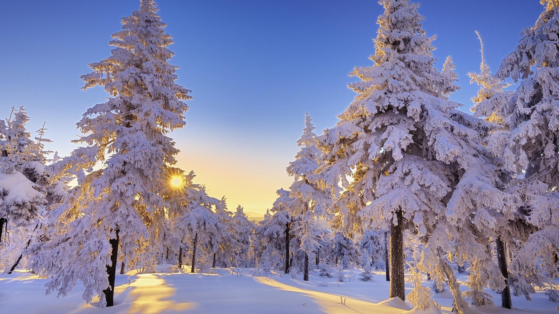 invierno nieve madera árbol escarcha frío temporada paisaje escénico pino congelado hielo rama abeto tiempo buen tiempo escena naturaleza blanco como la nieve