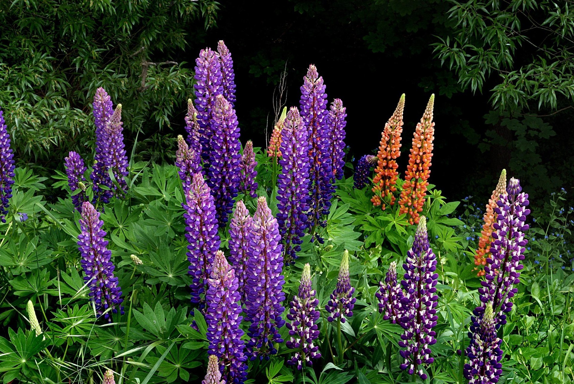 flowers nature flower flora summer garden outdoors color growth leaf lupine floral beautiful park season head close-up bright desktop blooming