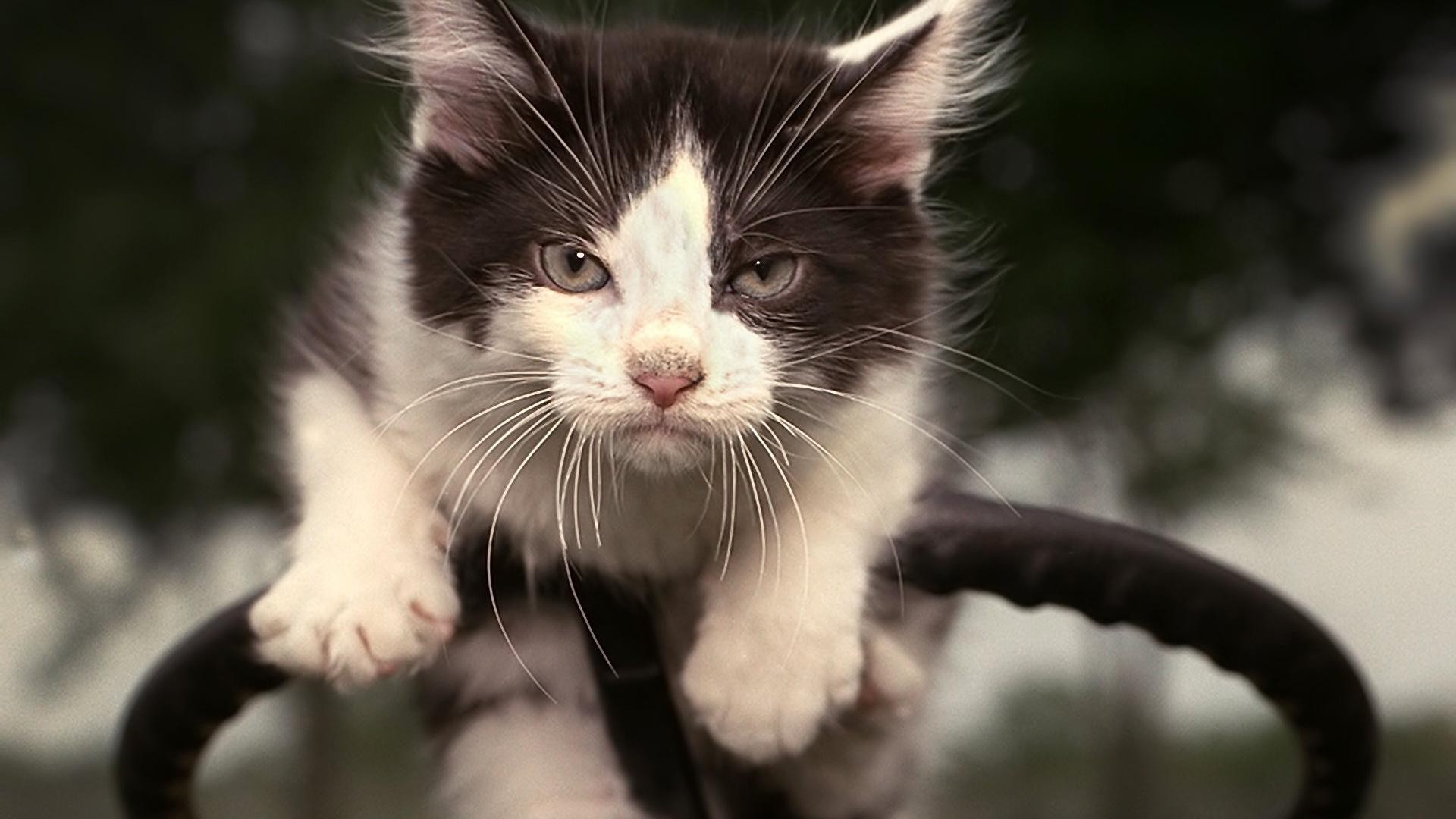 katze katze niedlich porträt tier auge natur fell säugetier haustier kätzchen junge