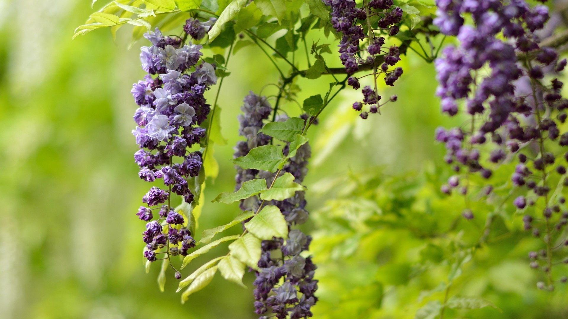 flowers nature flower flora leaf garden summer shrub violet blooming floral outdoors cluster growth lavender season botanical color