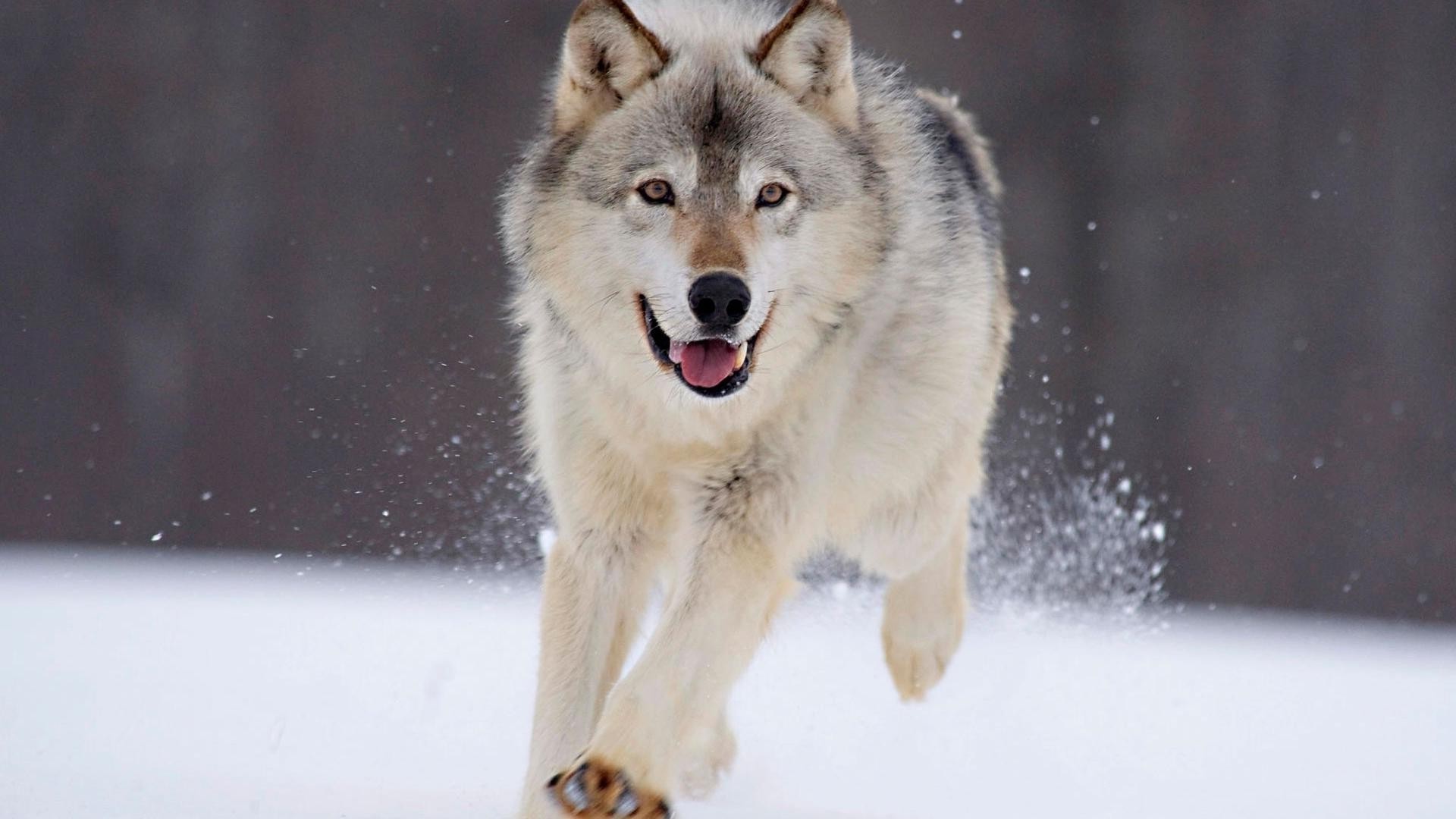 animali mammifero inverno neve lupo canino gelido uno ritratto cane fauna selvatica