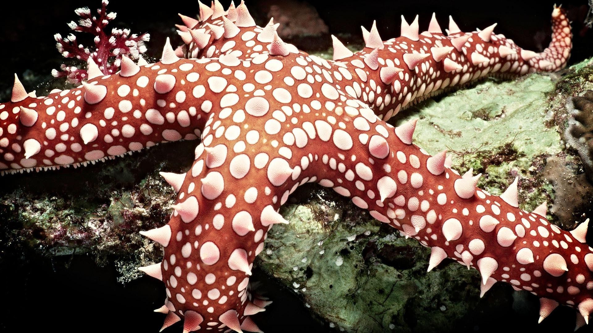 animals underwater nature invertebrate ocean wildlife fish sea tropical coral water animal exotic reef starfish echinoderm marine biology outdoors aquatic