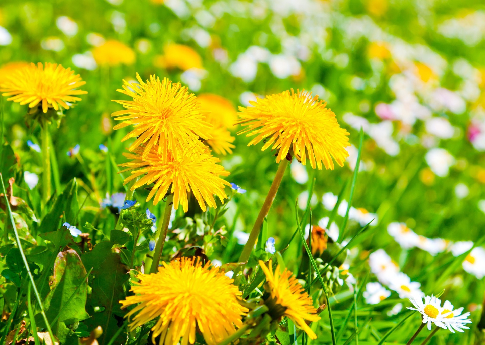 wildblumen löwenzahn sommer natur blume gras flora heu feld blatt gutes wetter im freien wachstum sonne garten des ländlichen hell rasen medium blumen