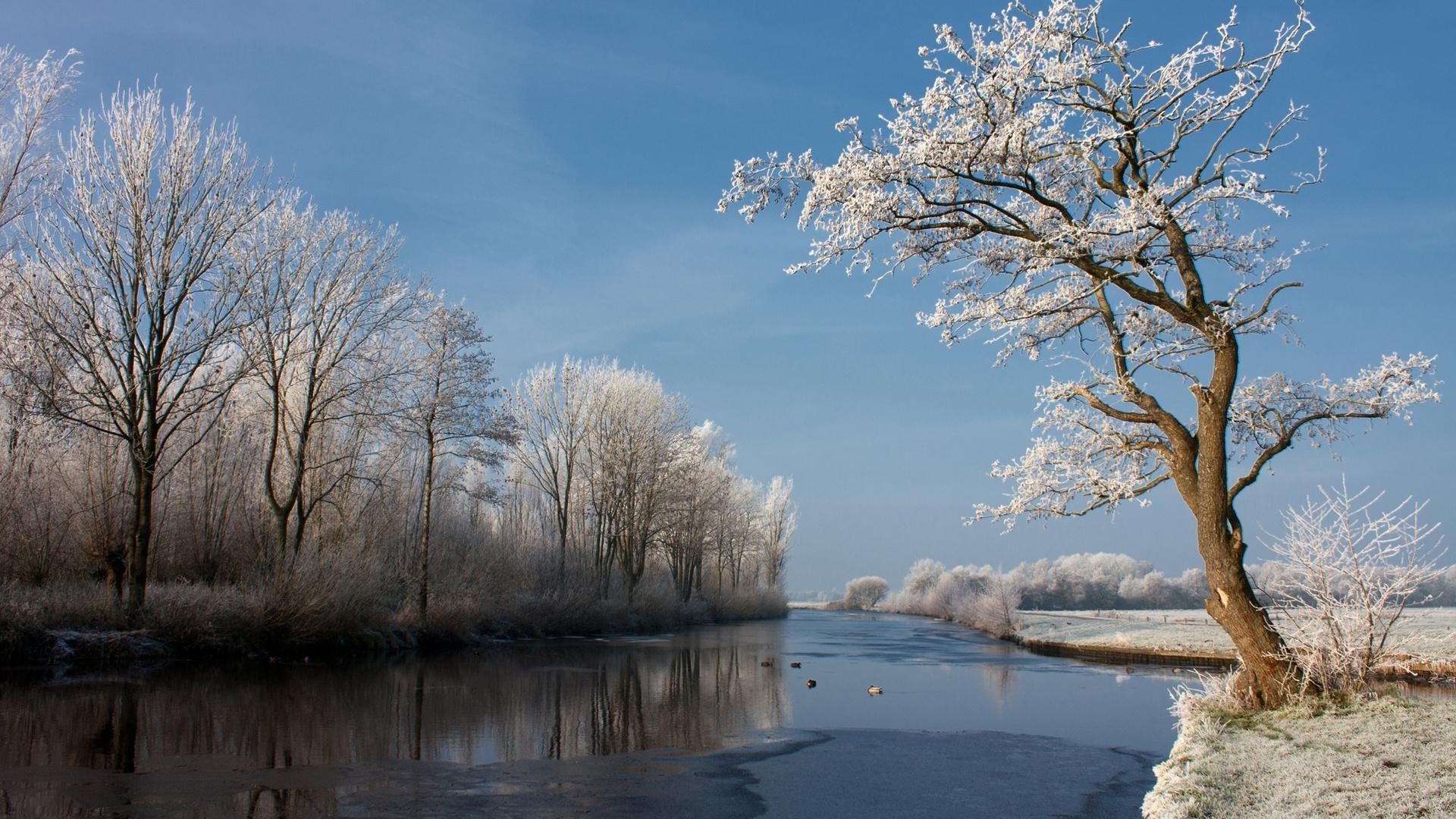 zima śnieg drzewo krajobraz zimny mróz natura lód drewno zamarznięta woda pogoda świt niebo na zewnątrz oddział dobra pogoda chłód jezioro