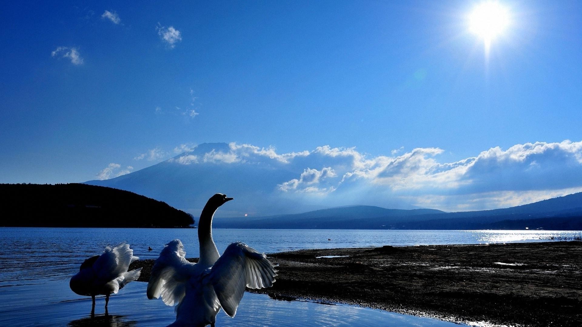 zwierzęta woda zachód słońca świt niebo natura słońce na zewnątrz jezioro podróże ptak morze wieczór plaża ocean